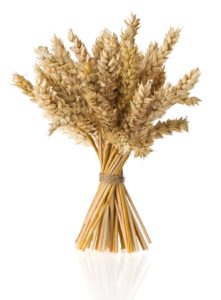 thanksgiving_centerpiece_002